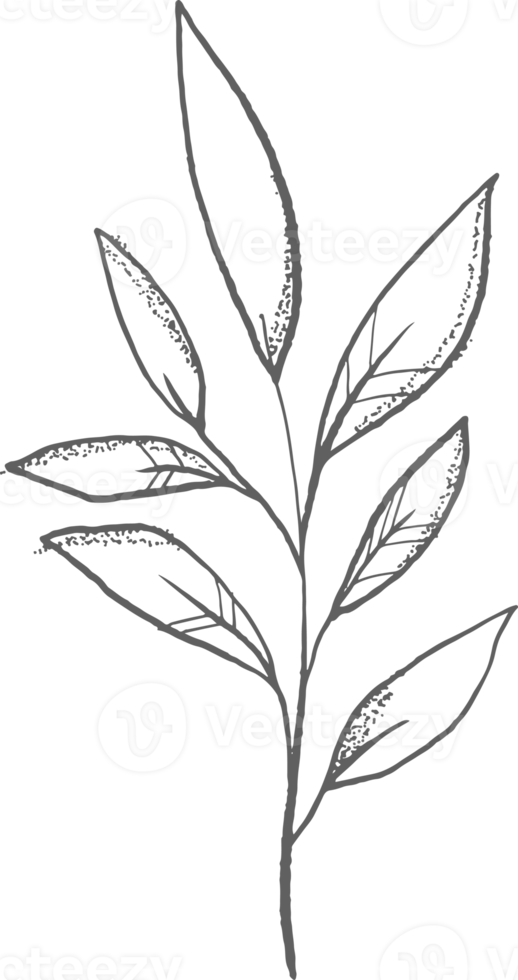 coleção floresta samambaia eucalipto arte folhagem folhas naturais ervas inline style. beleza decorativa, ilustração elegante png