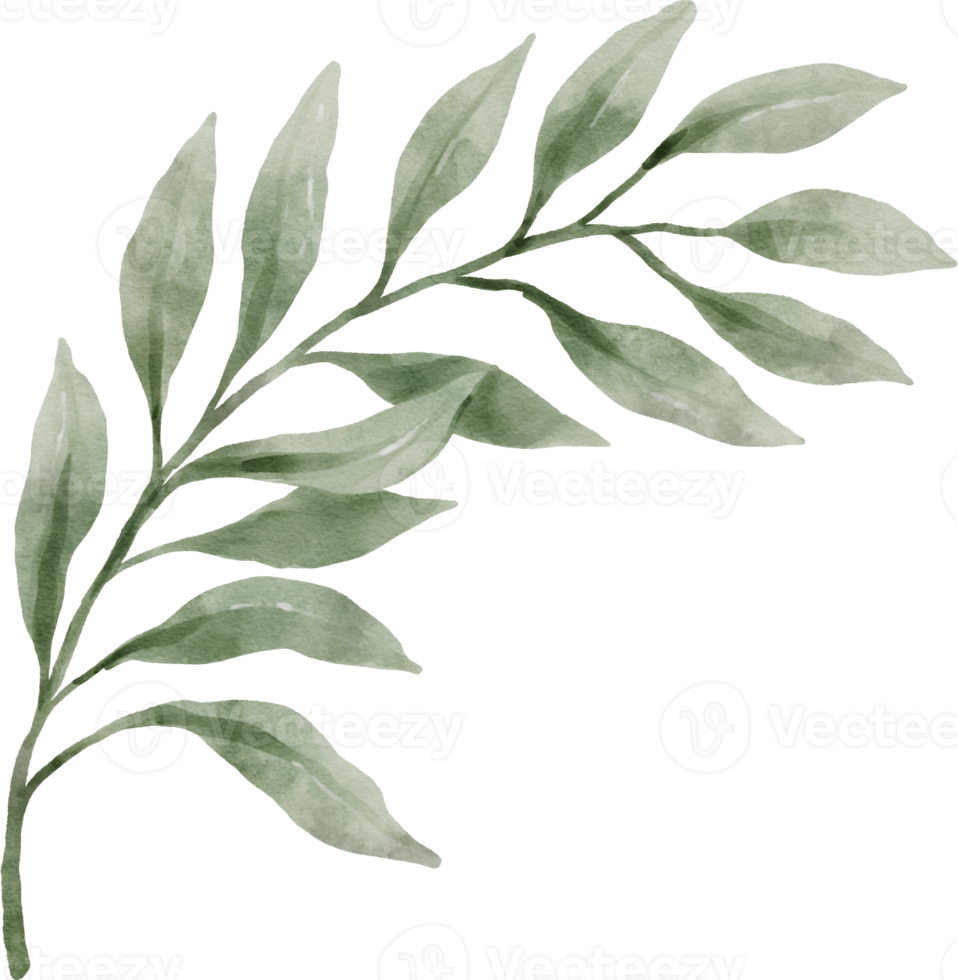 aquarela de folha verde png