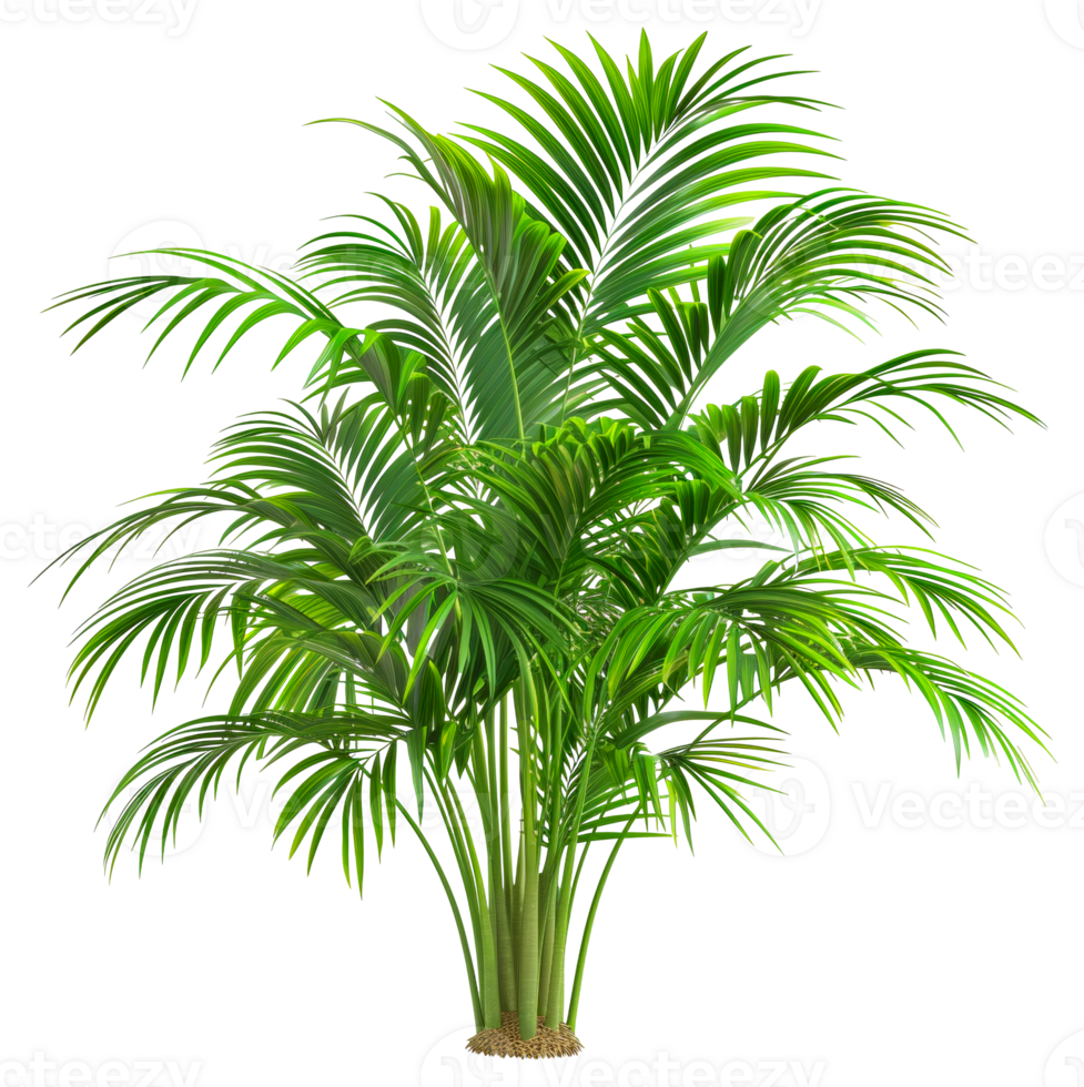 A tall green palm tree with a brown trunk - stock .. png
