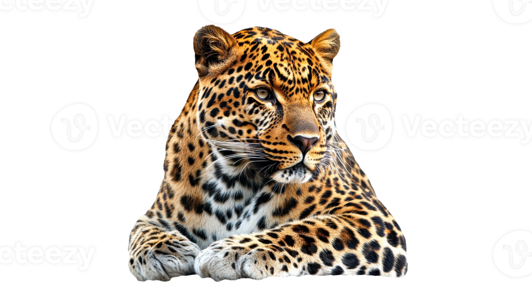 leopard vilar bekvämt på en vit bakgrund png