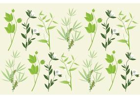 Botany Plants Vectors