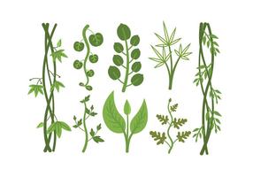Tropical plant vectors