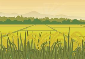 Free Rice Field Illustration vector
