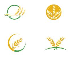 Agriculture wheat vector