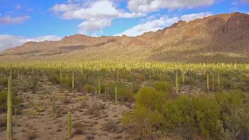 Quick Aerial Flyover and Rise in Desert Cactus Field in 4K video