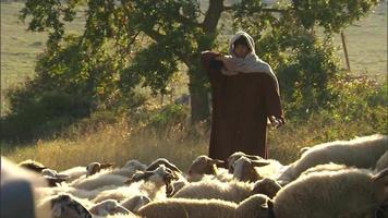 pastori che pascolano le pecore a matera italia video