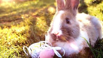 weißer Osterhase mit Ostereiern, die im Gras sitzen video
