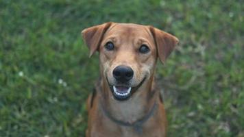 un chien dans le jardin video