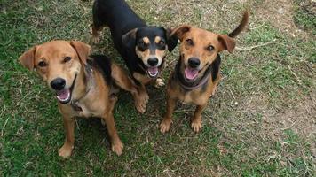 Trois heureux chiens de race mixte regardant la caméra video