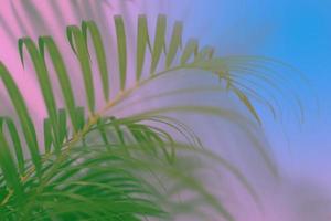Colorful tropical palm leaf background photo
