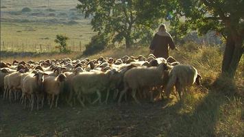 pastori che pascolano le pecore al tramonto video