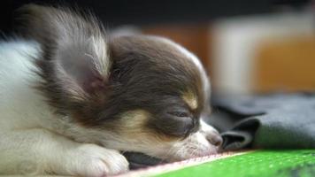 Little chihuahua resting and sleeping on floor. video