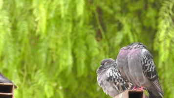 Pigeons on Green Nature video