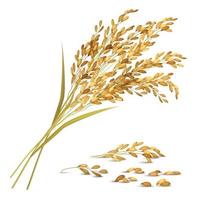 Rice Grain Illustration Vector Illustration