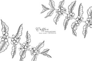Coffee flower and leaf hand drawn botanical illustration with line art vector
