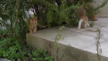 Curious Cute Little Cats Playing On The Grass video