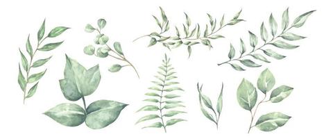Green leaves elements collection vector