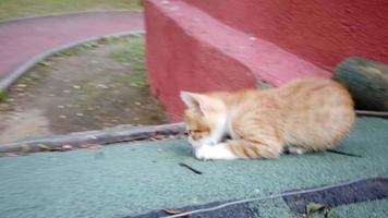 Two clips of a ginger and white color kitten is playing at outside video