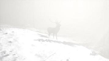 trots edel hertenmannetje in het bos van de wintersneeuw video