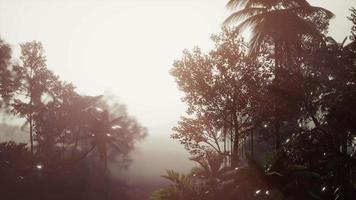 forêt tropicale de palmiers dans le brouillard video