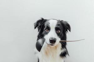 divertido retrato de lindo cachorro border collie sosteniendo cucharón de cocina en la boca aislado sobre fondo blanco. perro chef cocinando la cena. concepto de menú de restaurante de comida casera. proceso de cocción foto