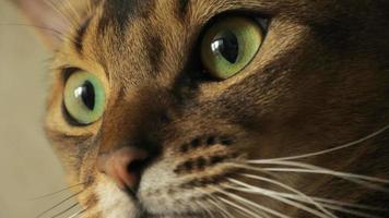 portrait de chat abyssin video