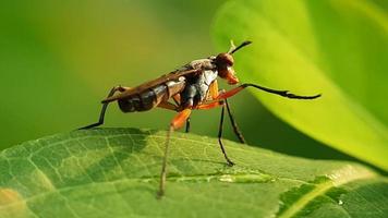 gli insetti bevono la rugiada sulle foglie video