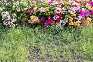 Colorful bougainvillea on the lawn. photo