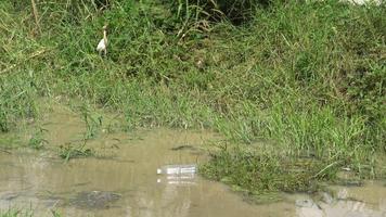 rio com garrafa de plástico de lixo. video