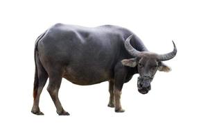 gran agricultura animal de búfalo negro en el campo foto