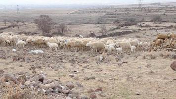 Flock of Sheep Walking in the Field between mountains and halls, beautiful animals. Beautiful Nature and endless steps in the background. Shadow of the Clouds. Slow motion video of Sheep.