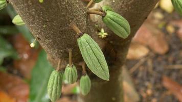 primo piano piccoli baccelli di cacao verdi che crescono sull'albero di cacao nella piantagione di cacao. video