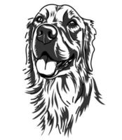 Drawing line art of labrador retriever dog vector
