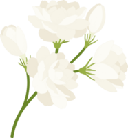 jasmin blomma handritad illustration. png
