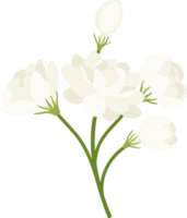 jasmin blomma handritad illustration. png