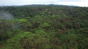 Aerial View. Bolaven Plateau in Laos has vast grasslands, pine forests, and beautiful nature. video