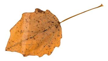 hoja marrón caída de álamo temblón aislada foto