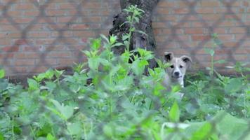 un pequeño perro que defiende su territorio ladra ruidosamente detrás de una cerca de malla metálica. un perro guardián en el patio trasero ladra a la gente. camara lenta. un perrito enojado está ladrando afuera. video