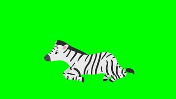Cartoon Green Screen - Animal - Zebra Sitting - Standing video
