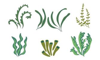 iconos de algas. plantas marinas, algas marinas. ilustración vectorial vector