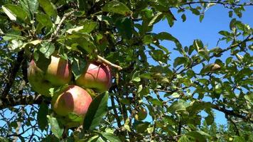 Insect green praying mantis on an apple swaying on a tree branch in sunny weather, autumn harvest video