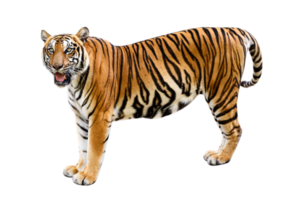 tiger isolera full kropp png