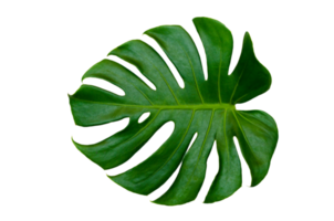 Monstera deixa folhas com isolado em fundo branco folhas em branco png