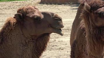 Close Up Camel Head and Rumination video