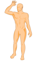 anatomie humaine masculine debout png
