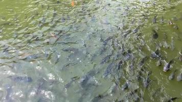 Tilapia nuoto nel un' fiume nel Tailandia video