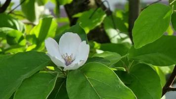 Blooming quince flower on a branch with leaves in the garden. video