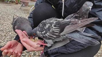 Woman Feeding Pigeon video