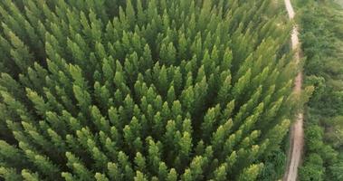 An aerial top view of the road in Pine trees Forest with Sunset scene video