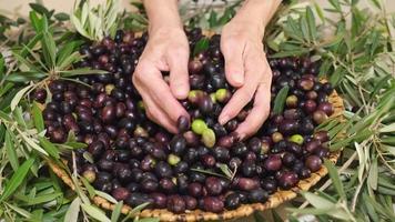 Die Hand der Frau gibt rohe Bio-Oliven, bereit für extra natives Öl. Landwirtschaftskonzept. mediterranes Essen. video